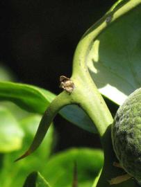            First year twig (Riverside, CA)   