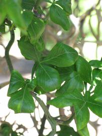              Shade leaves (Riverside, CA)       