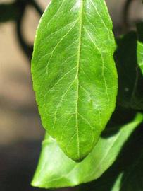              Margin (Riverside, CA)       