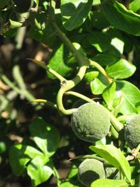            Immature fruit (Riverside, CA)   