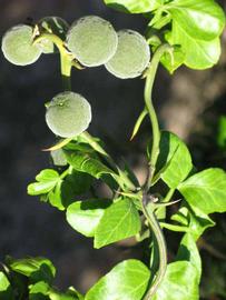            Immature fruit (Riverside, CA)   