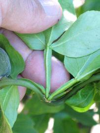              Petiole (Riverside, CA)       