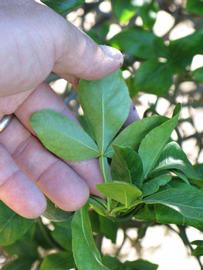              Petiole (Riverside, CA)       