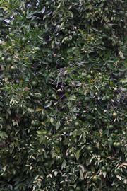            Habit (Riverside, CA)   