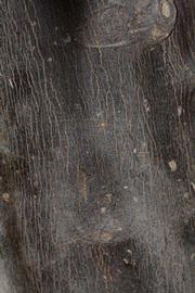            Bark (Riverside, CA)   