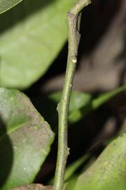            First year twig (Riverside, CA)   