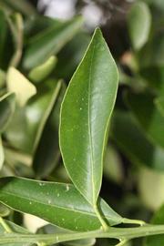              Unifoliolate leaf (Riverside, CA)       
