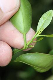              Petiole (Riverside, CA)       
