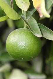              Immature fruit (Riverside, CA)       