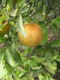              Fruit (Winter Haven, FL)       
