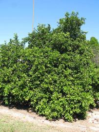            Habit (Winter Haven, FL)   