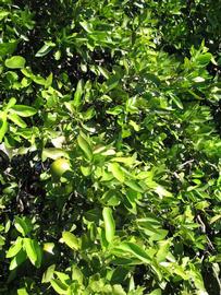              Sun leaves (Winter Haven, FL)       