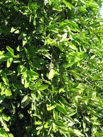              Sun leaves (Winter Haven, FL)       