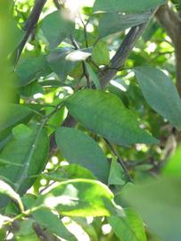              Shade leaves (Winter Haven, FL)       