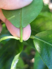              Petiole (Winter Haven, FL)       