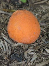            Fruit (Riverside, CA)   