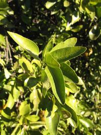            Sun leaves (Winter Haven, FL)   