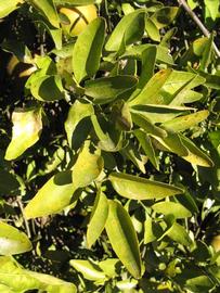            Sun leaves (Winter Haven, FL)   