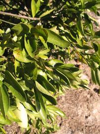            Sun leaves (Winter Haven, FL)   