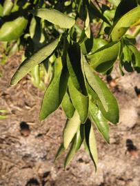            Sun leaves (Winter Haven, FL)   