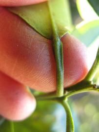              Petiole (Winter Haven, FL)       