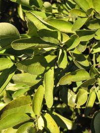            Sun leaves (Winter Haven, FL)   