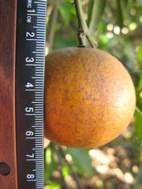              Fruit (Winter Haven, FL)       