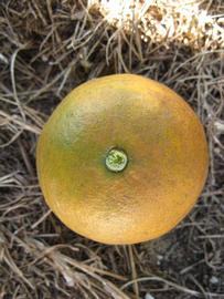              Fruit (Winter Haven, FL)       
