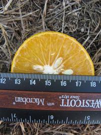              Fruit cross-section (Winter Haven, FL)       