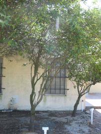              Habit (Winter Haven, FL)       