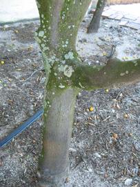              Bark (Winter Haven, FL)       