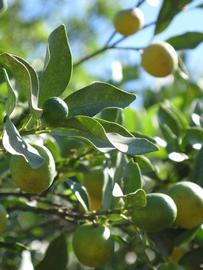              Sun leaves (Winter Haven, FL)       