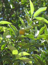              Sun leaves (Winter Haven, FL)       