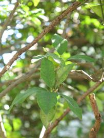              Shade leaves (Winter Haven, FL)       