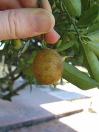              Fruit (Winter Haven, FL)       