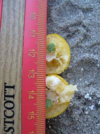              Fruit cross-section (Winter Haven, FL)       