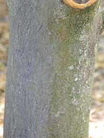            Bark (Winter Haven, FL)   
