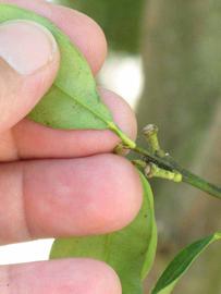              Petiole (Winter Haven, FL)       