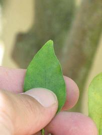              Margin (Winter Haven, FL)       