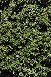            Habit (Riverside, CA)   