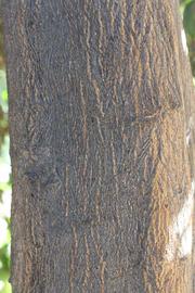              Bark (Riverside, CA)       