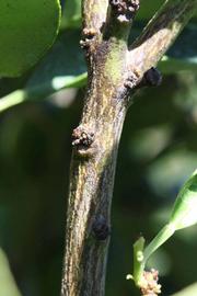              Second - third year twig (Riverside,   CA)       