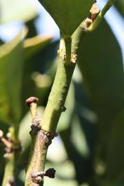            First year twig (Riverside, CA)   