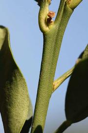            First year twig (Riverside, CA)   