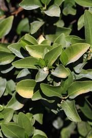              Sun leaves (Riverside, CA)       