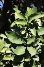              Sun leaves (Riverside, CA)       