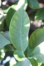            Unifoliolate leaf (Winter Haven, FL)   