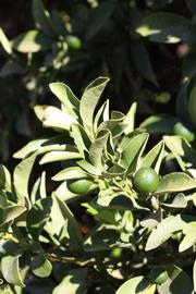              Sun leaves (Riverside, CA)       