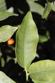              Unifoliolate leaf (Winter Haven, FL)       