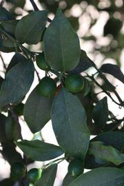              Shade leaves (Riverside, CA)       